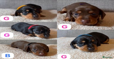 Miniature Dachshund dogs Gorgeous happy puppies  - Advert 4