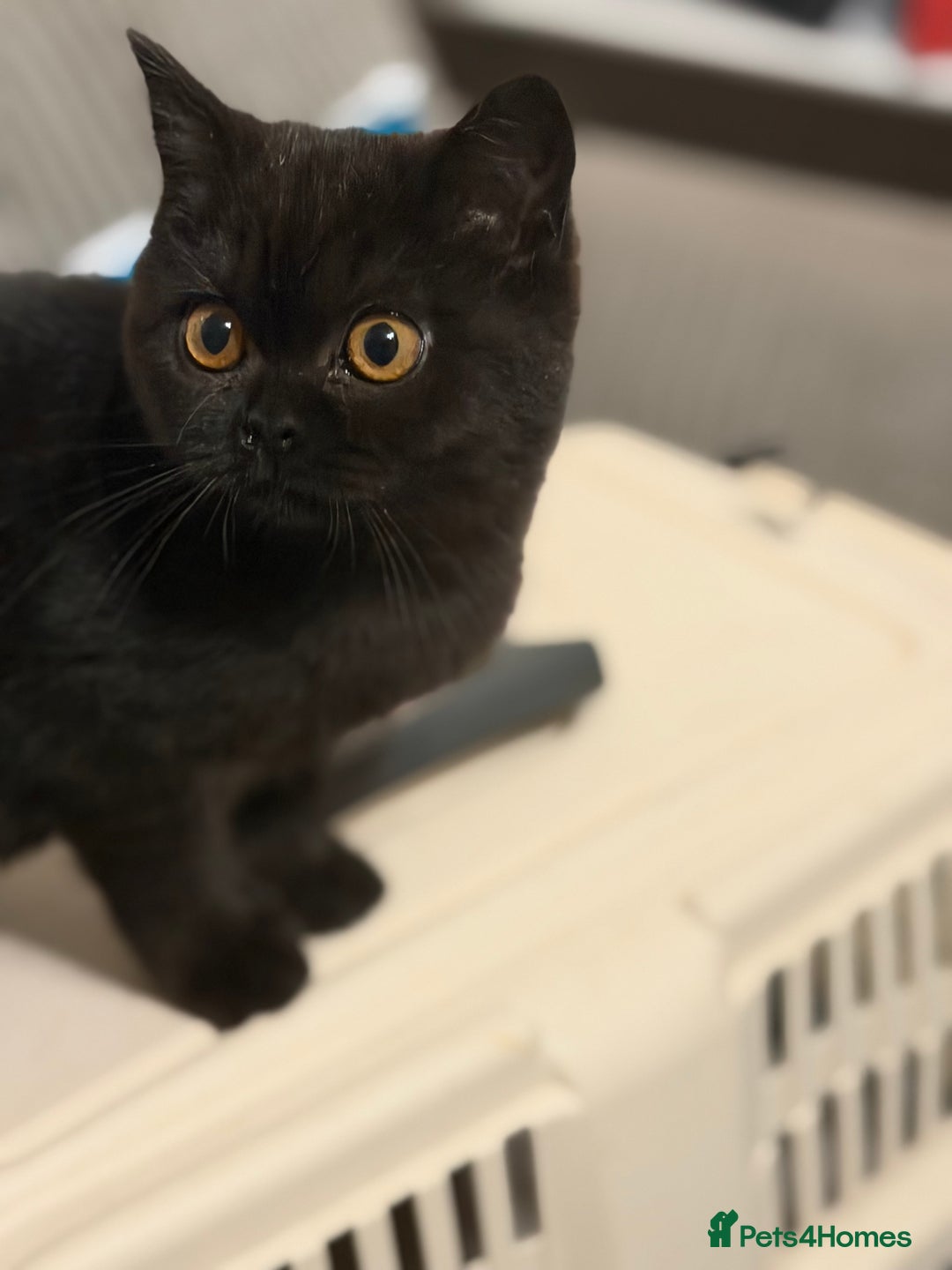 British Shorthair cats for sale: Ready to leave *** black female bsh *** - Advert 18