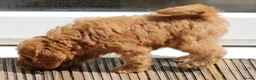 Cockapoo dogs for sale: Boy and girl  - Advert 13