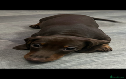 Miniature Dachshund dogs for sale: Ready to go-Gorgeous miniature Dachshund puppies   - Image 36