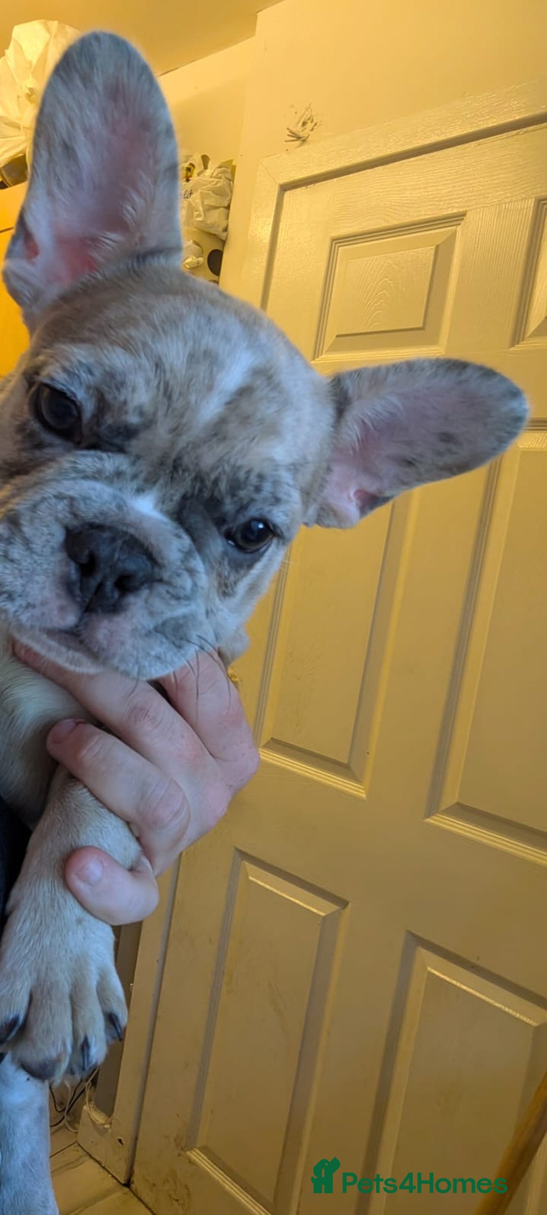 French Bulldog dogs for sale: fluffy carrier French bulldog girls  - Image 11