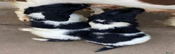 English Springer Spaniel dogs for sale: KC Registered Spaniel Puppies - Advert 4