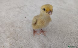 Quail poultry for sale: Coturnix, Celadon and Chinese Painted Quail Chicks - Image 15