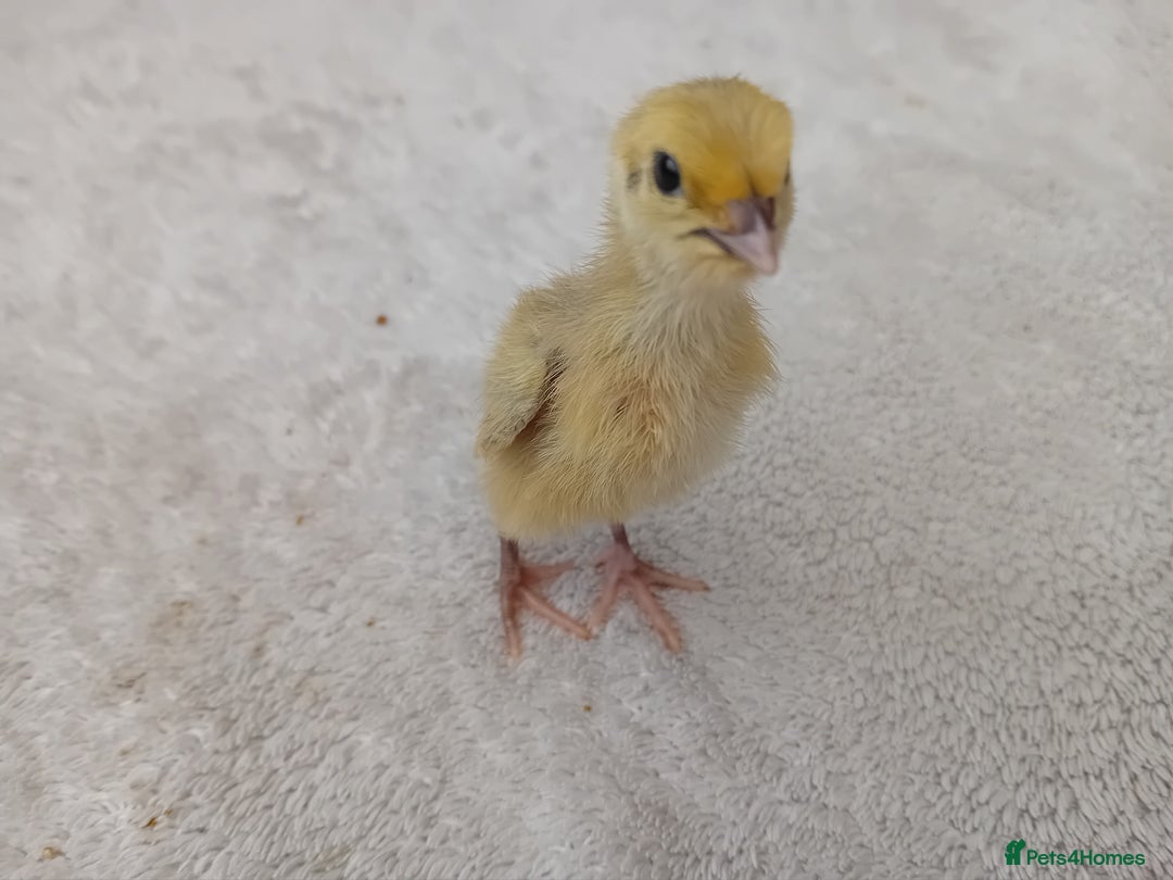 Quail poultry for sale: Coturnix, Celadon and Chinese Painted Quail Chicks - Image 15