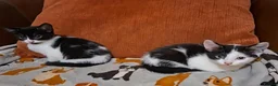 Mixed Breed cats for sale: 5 adorable kittens - Advert 4