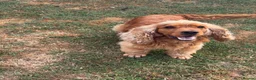 Cocker Spaniel dogs for stud: Nelson show cocker STUD  - Advert 5