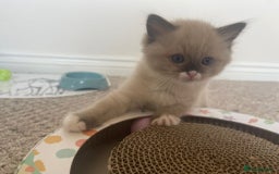 Ragdoll cats for sale: Four beautiful Ragdoll kittens available 🐾 - Image 5