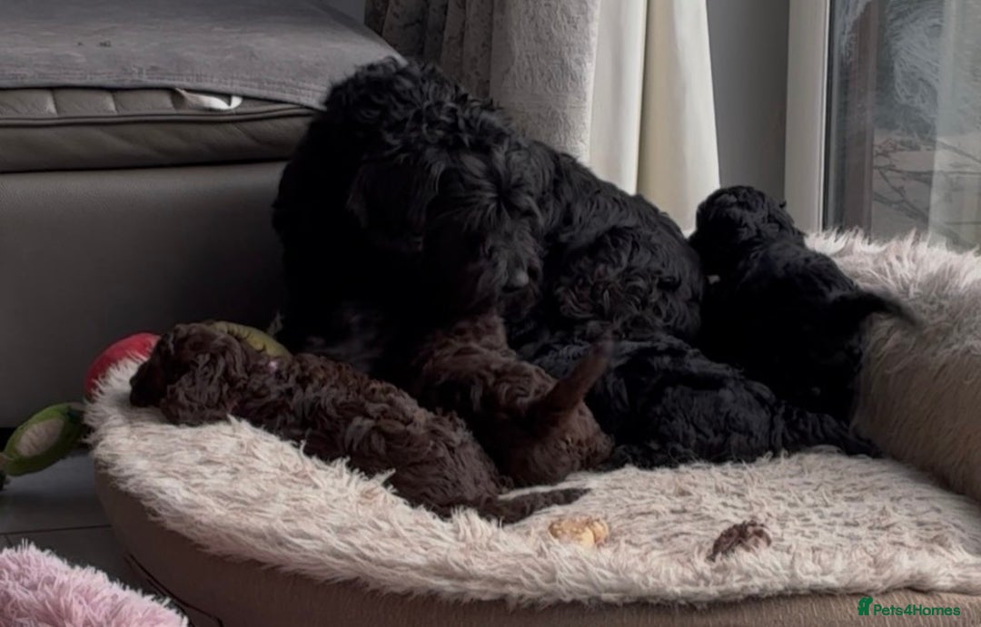 Cockapoo dogs for sale: Miniature cockapoos - Advert 8