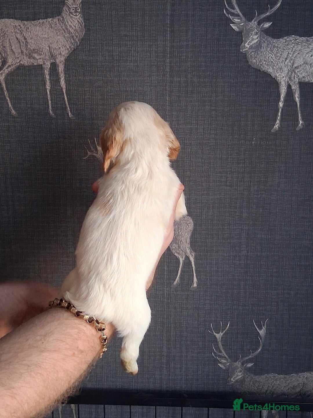 Cocker Spaniel dogs for sale: beautiful working cocker spaniels for sale - Advert 6