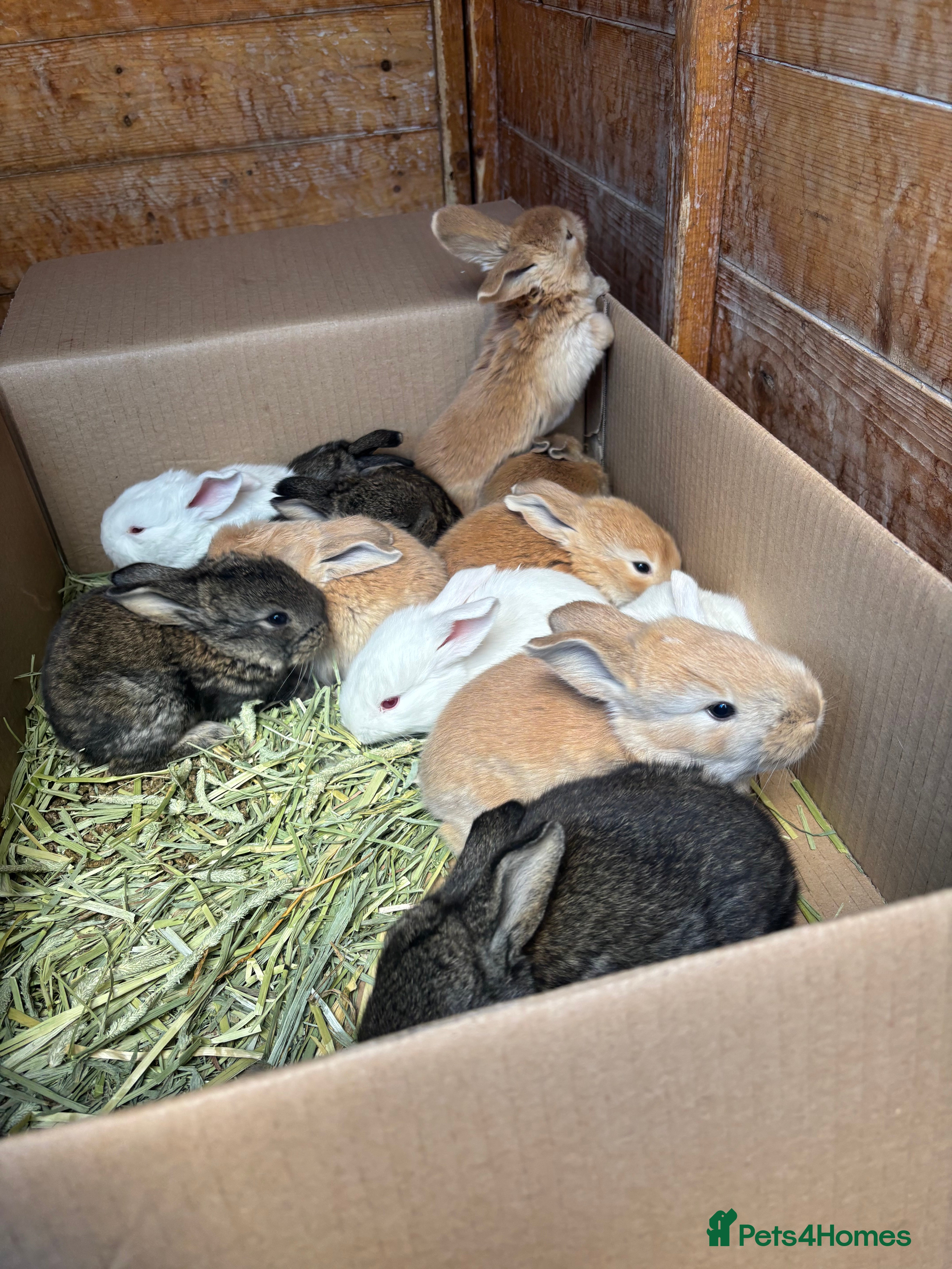 Flemish rabbits Adorable rabbits  - Advert 1