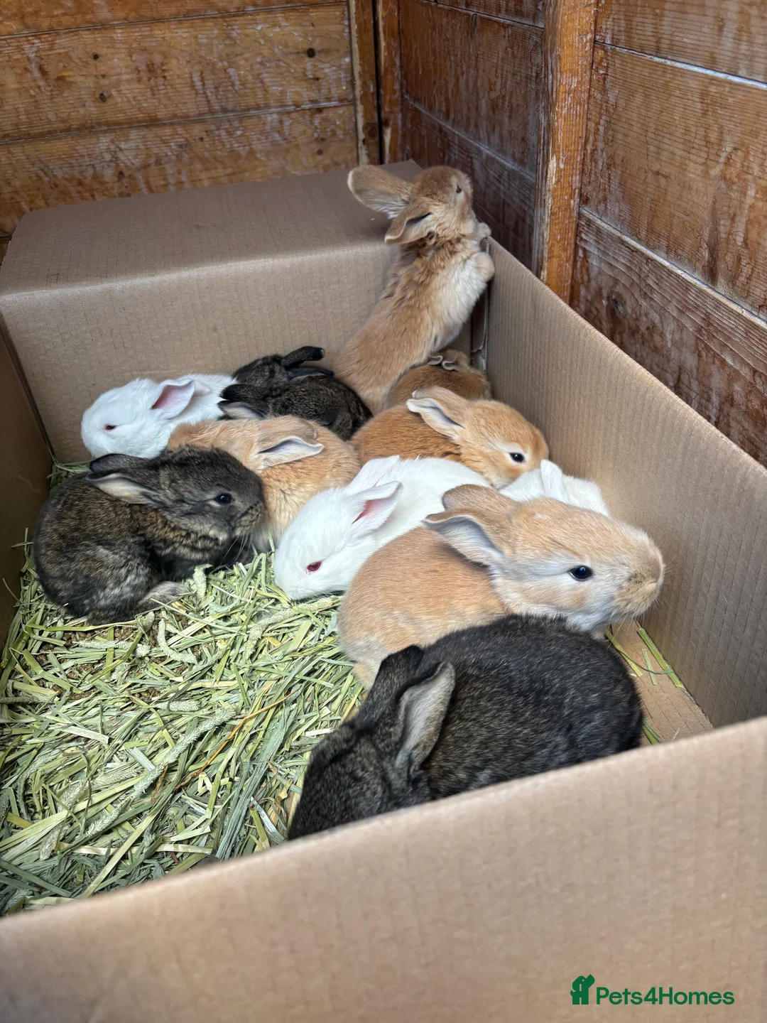 Flemish rabbits for sale: Adorable rabbits  in Stanford-le-Hope - Advert 1
