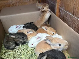 Flemish rabbits Adorable rabbits - Advert 1