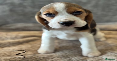 Beagle dogs KC REGISTERED SHOW TYPE BEAGLE PUPPIES  - Advert 14