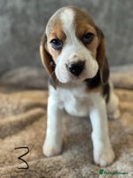 Beagle dogs KC REGISTERED SHOW TYPE BEAGLE PUPPIES - Advert 3