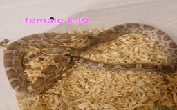 Corn Snake reptiles for sale: Corn snakes from £25, prices in description  - Image 8