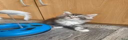 Maine Coon cats for sale: Outstanding Quality Tica shaded line kittens - Advert 32