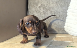 Miniature Dachshund dogs for sale: Miniature dachshund puppies  - Image 10