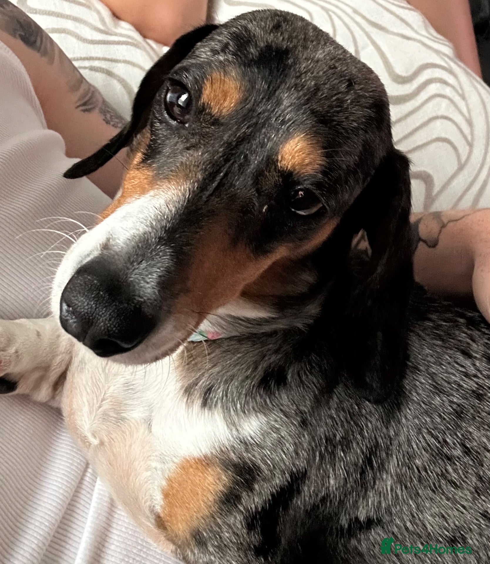 Jackshund dogs Female Jackshund puppy for sale - Advert 4