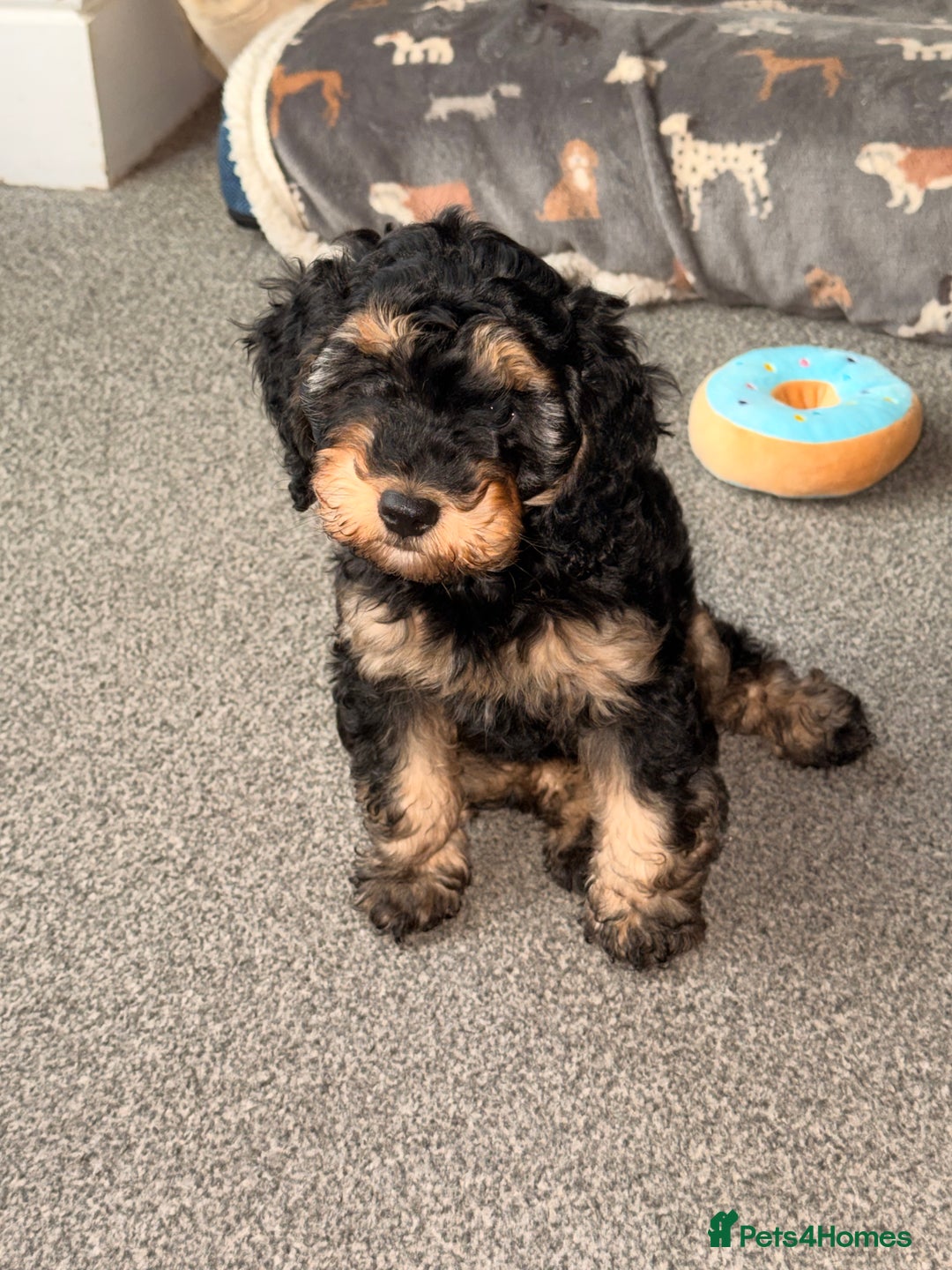 Cockapoo dogs for sale: 11week old cockapoo (black and tan)  - Advert 1
