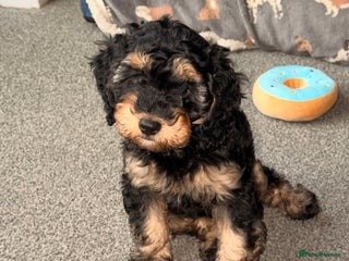 Cockapoo dogs 11week old cockapoo (black and tan) - Advert 3