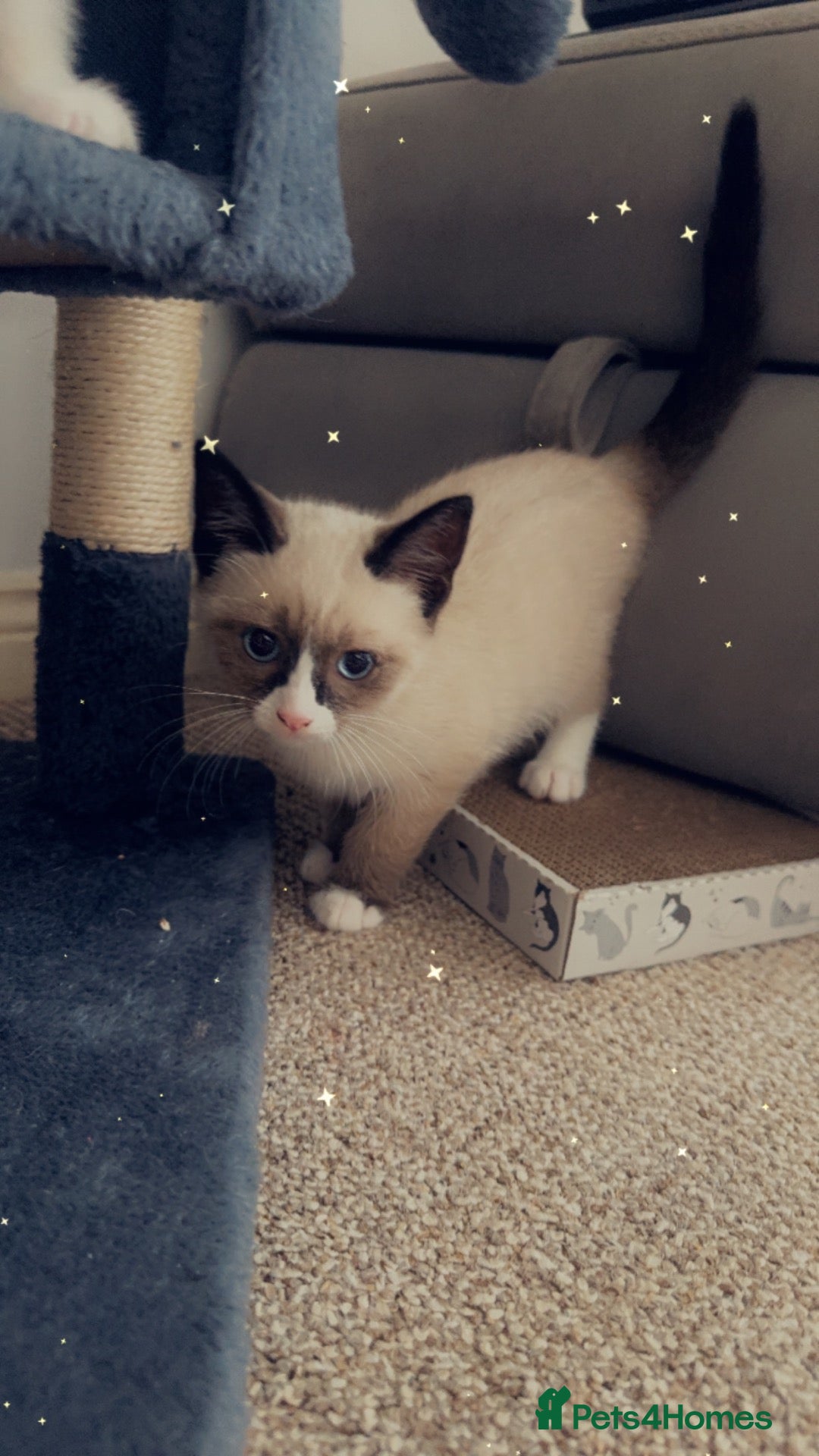 Mixed Breed cats Cute male kitten - Advert 1