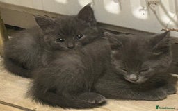 Mixed Breed cats for sale: Russian blue cross stunning kittens 10 weeks old  - Image 7