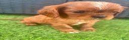 Cavalier King Charles Spaniel dogs for sale: Cavalier King Charles puppies - Advert 7