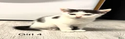 Mixed Breed cats for sale: British shorthair cross kittens in Cambridge - Advert 8