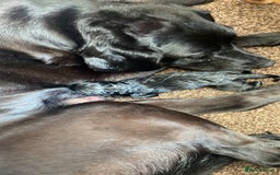 Labrador Retriever dogs for sale: Black Labrador bitch puppy  - Image 8