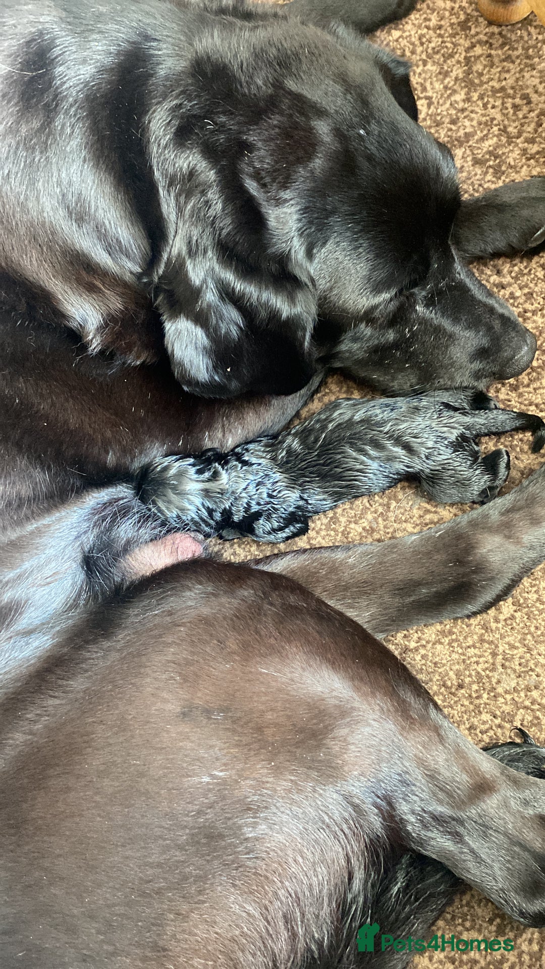 Labrador Retriever dogs for sale: Black Labrador bitch puppy  - Image 8