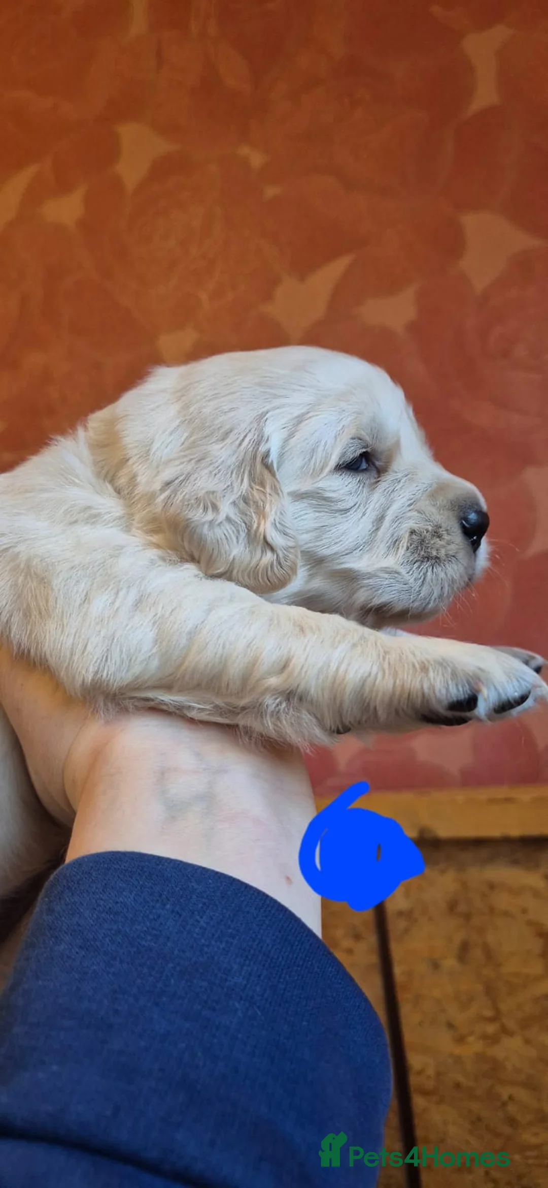 Golden Retriever dogs for sale: KC Registered Golden Retriever Glasgow  - Advert 4