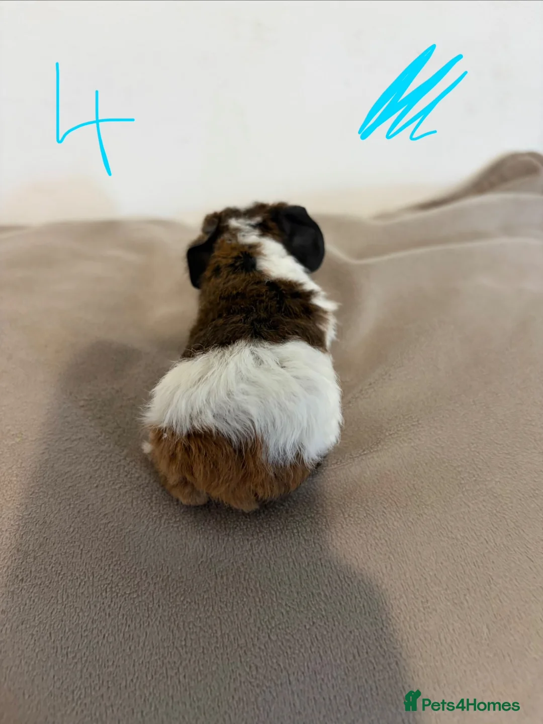 Guinea Pig rodents for sale: Teddy boar guinea pigs in Bristol - Advert 9