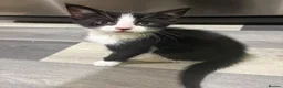 Mixed Breed cats for sale: waiting for a, dewormen weeks old - Advert 2