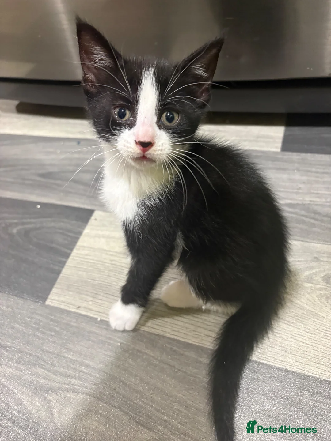 Mixed Breed cats for sale: waiting for a, dewormen weeks old - Advert 2