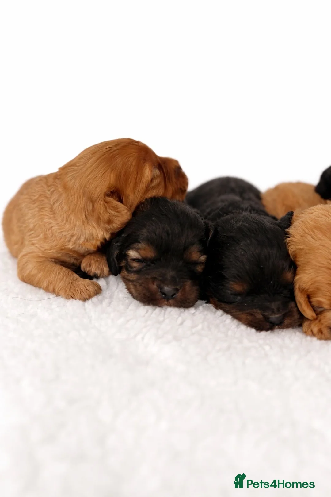 Cavapoo dogs for sale: Beautiful Cavapoo Puppies – Ready for Loving Homes - Advert 5