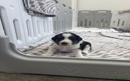 Bordoodle dogs for sale: Bordoodle Pups - Image 21