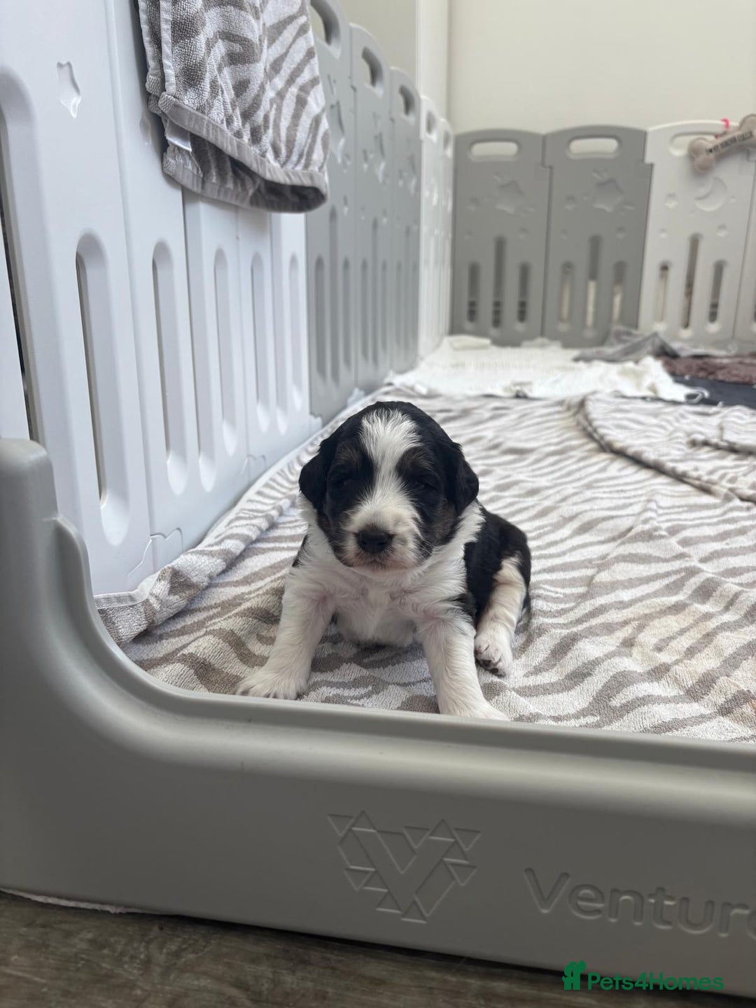 Bordoodle dogs for sale: Bordoodle Pups - Image 21