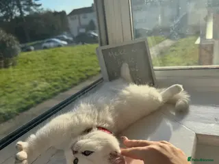 British Shorthair cats Beautiful British Shorthair - Advert 1