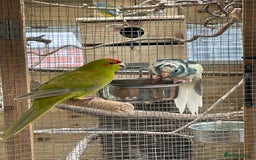 Mixed Breed birds for sale: Young stunning Kakariki’s  - Image 5