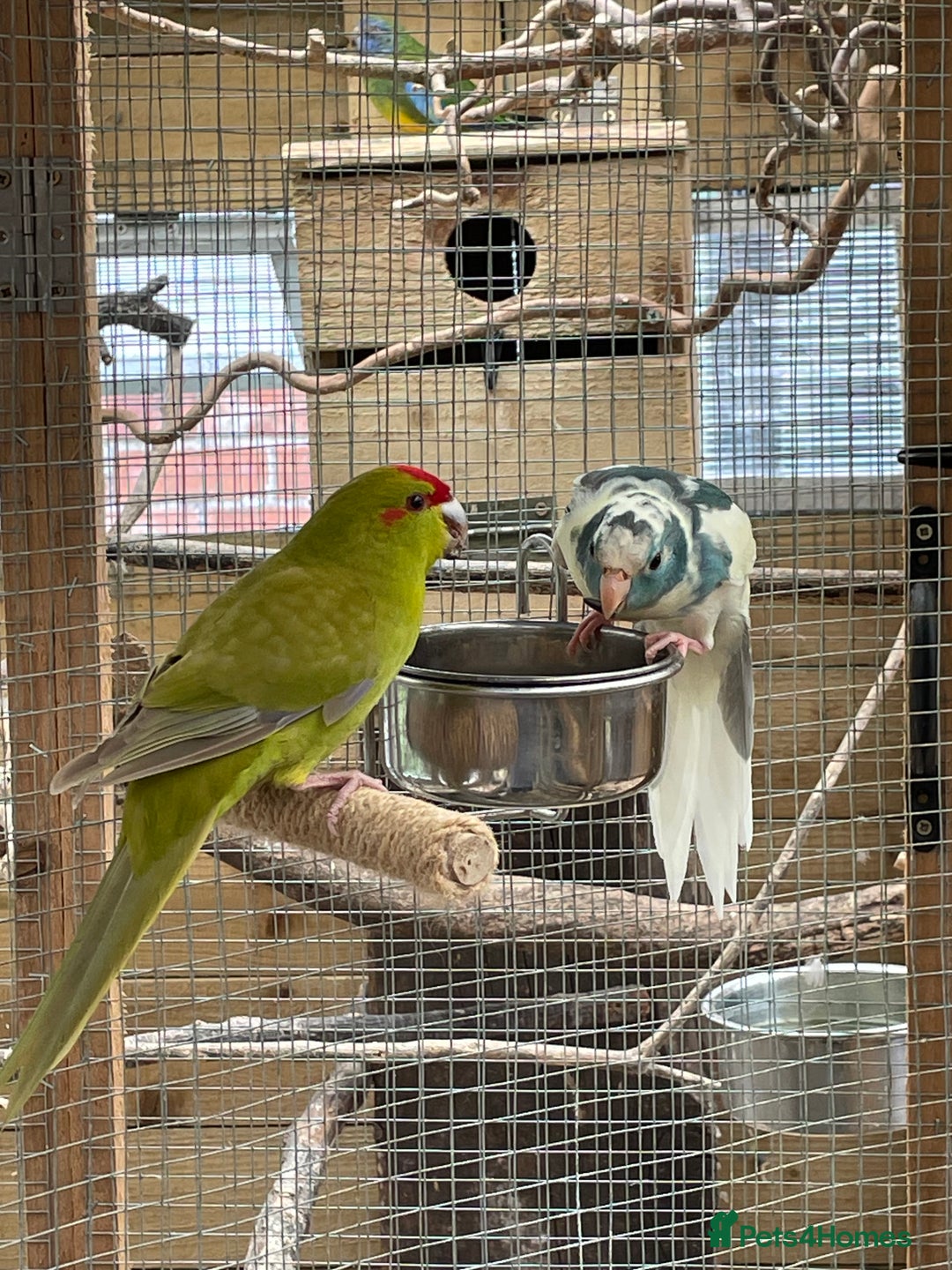Mixed Breed birds for sale: Young stunning Kakariki’s  - Image 5