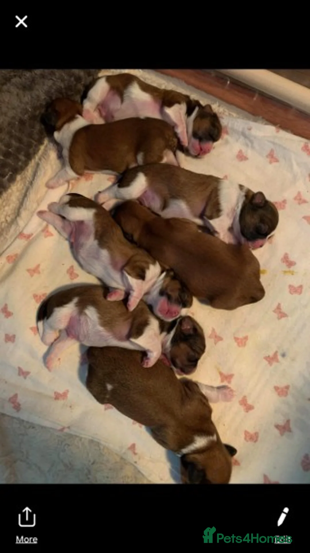 Shih Tzu dogs for stud: Shih tzu stud (Proven) not for sale in Glasgow - Advert 9