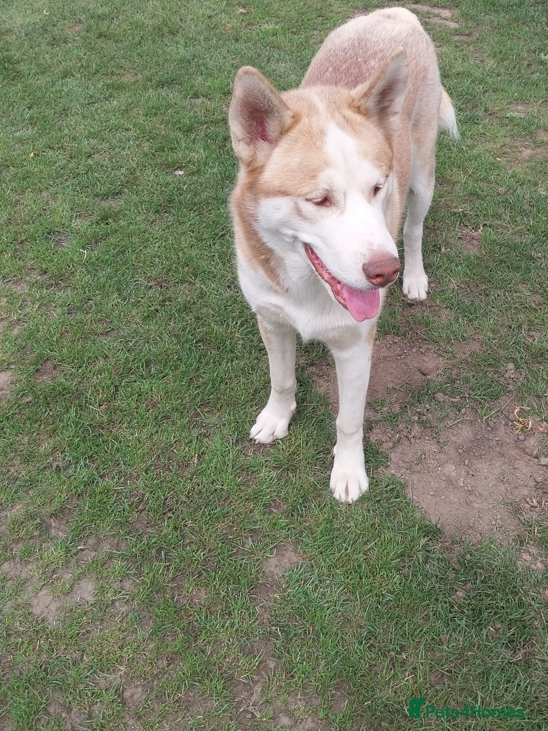 Siberian Husky dogs for sale: Boy red siberian Husky  - Image 2
