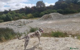 Mixed Breed dogs for sale: 4 year old Male Lurcher cross Collie Greyhound - Image 8