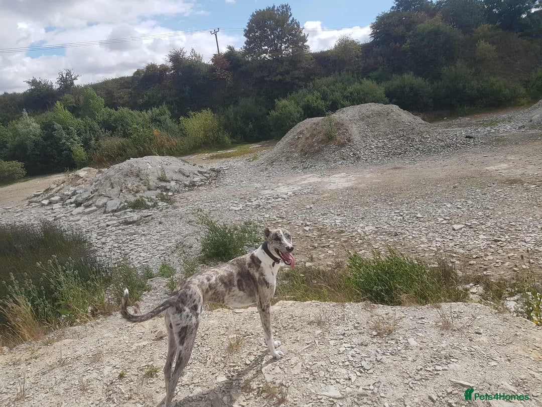 Mixed Breed dogs for sale: 4 year old Male Lurcher cross Collie Greyhound - Image 8