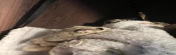 Sugar Glider rodents for sale: Sugar gliders  - Advert 10