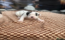 Old Tyme Bulldog dogs for sale: Old Tyme Bulldog Puppies - Both Parents Our Pets - Image 9