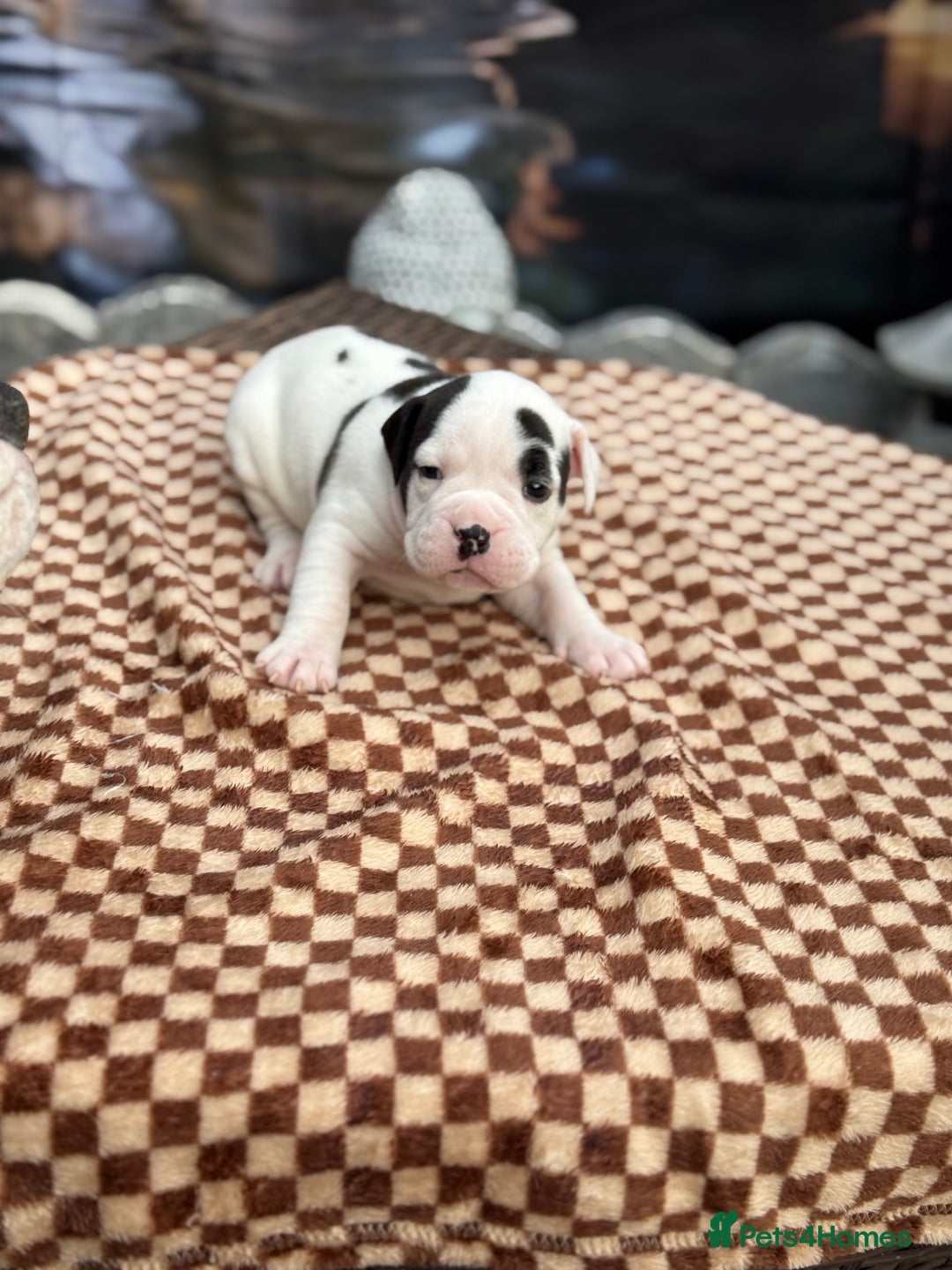 Old Tyme Bulldog dogs for sale: Old Tyme Bulldog Puppies - Both Parents Our Pets - Image 9