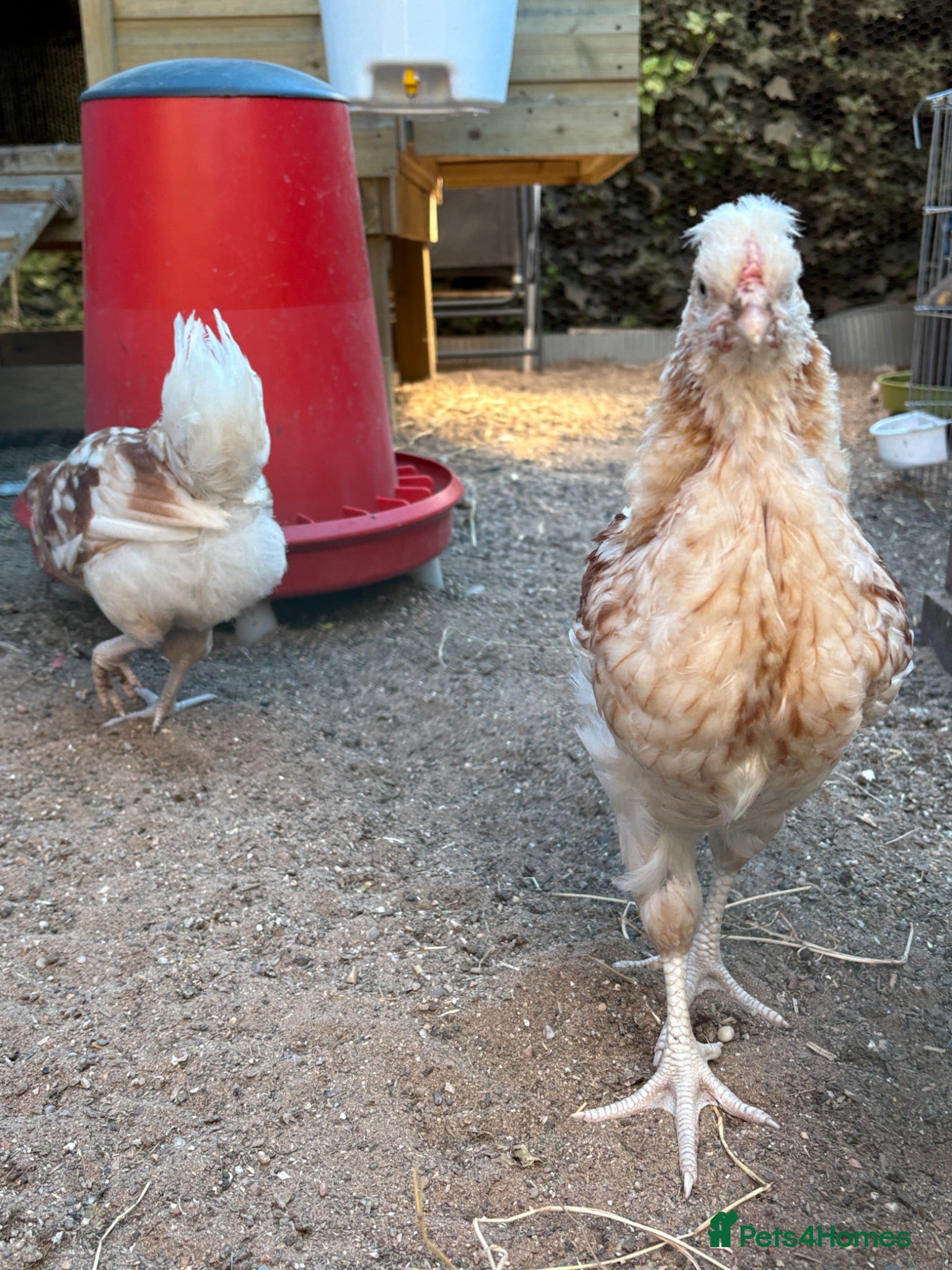 Chickens poultry friendly young rooster  - Advert 2
