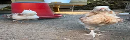 Chickens poultry for sale: friendly young rooster  - Advert 2