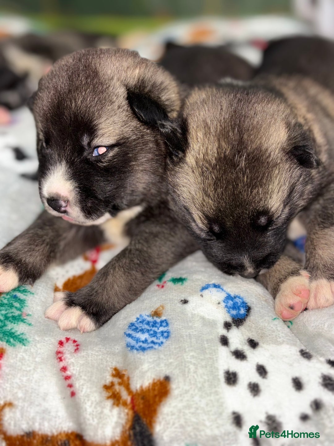 Huskita dogs for sale: american akuta X husky - Advert 6